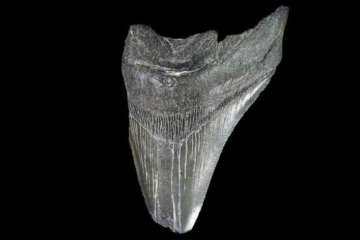 Partial, Fossil Megalodon Tooth #88864